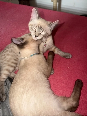 Bengak kitten 