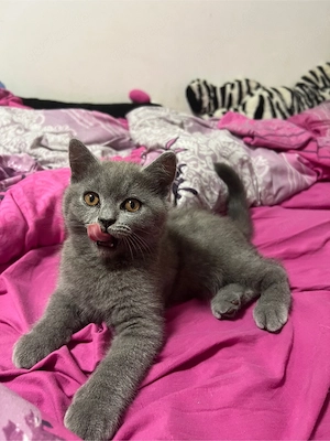 BKH kitten katze