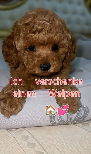 Ich gebe einen Welpen ab (Bitte lesen Sie die Beschreibung)