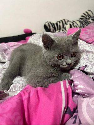 BKH kitten katze