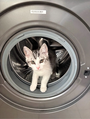 babykatze sucht neues zuhause 