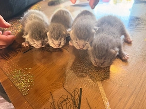 Sehr süße Katzen.