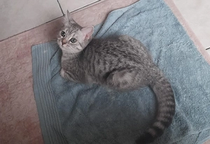 Bengal-BKH-Mix Shirin (10 Monate) sucht liebevolles Für-immer-Zuhause     