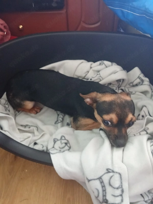 Männlicher chihuahua 