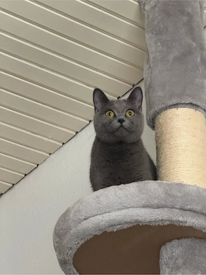BKH katze 