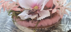 Kronengecko Jungtiere  (Crested Gecko)