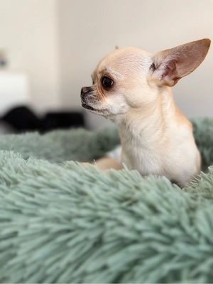    Chihuahua-Deckrüde Manfred sucht Hündin zum Decken 