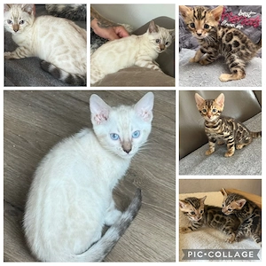 Bengal Kitten Snow Lynx und Braun Tabby Mit Stammbaum 