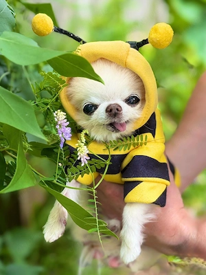 Zauberhafte Chihuahua-Welpen suchen liebevolles Zuhause