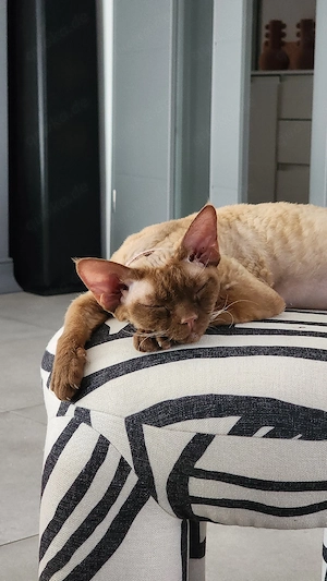 Devon Rex weiblich (cinnamon)