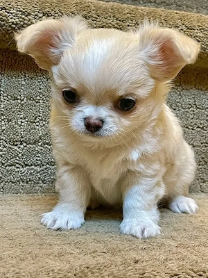 Zauberhafte Chihuahua-Welpen suchen ihr Zuhause!