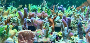 Korallenableger Meerwasser Acropora LPS Euphyllia Zoa SPS Korallen