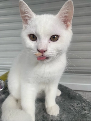 Bkh- katzen ab sofort auszugs bereit 