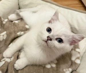 BKH Kater sucht liebevolles zu Hause 