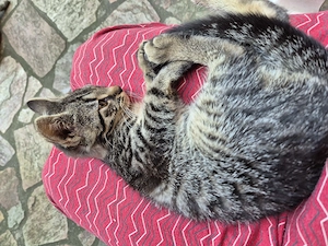Kleine Maikatzen