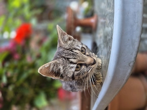 Zwei kleine Maikatzen