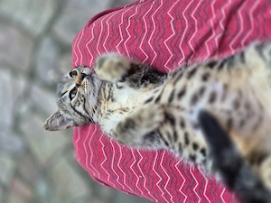 Kleine Maikatzen