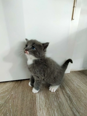 Babykatze Weibchen 