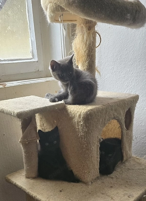 Reinrassige BKH Kater sucht zuhause