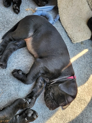 Cane Corso   Rottweiler Welpen suchen liebevolle Zuhause Bild 6