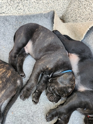 Cane Corso   Rottweiler Welpen suchen liebevolle Zuhause Bild 9