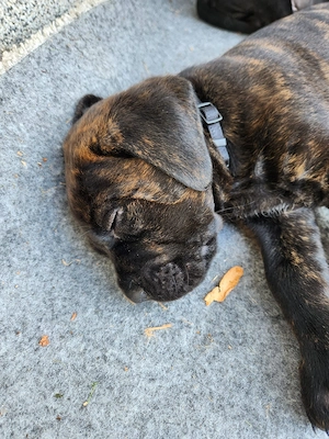 Cane Corso   Rottweiler Welpen suchen liebevolle Zuhause Bild 10