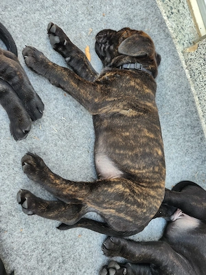 Cane Corso   Rottweiler Welpen suchen liebevolle Zuhause Bild 8