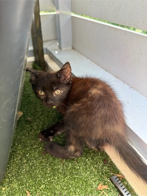 4 Monate altes katzen baby abzugeben  Bild 2