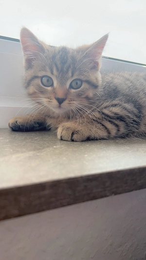 Wunderschöner Britisch-Kurzhaar-Mix Simba sucht ein liebevolles Zuhause