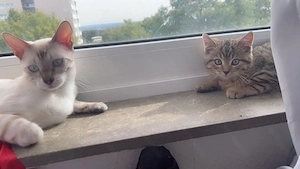  Nala & Simba zwei süße Fellnasen suchen gemeinsam ihr Für-immer-Zuhause | 950 EUR VB für beide