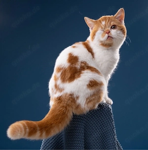 Süsses BKH Katerchen 