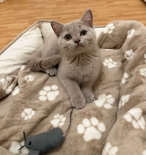 BKH Katze sucht liebevolles zu Hause 