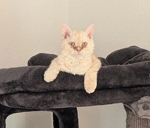 Kleiner lockenkater Georgy sucht seine Herzensfamilie Herzensfamilie 