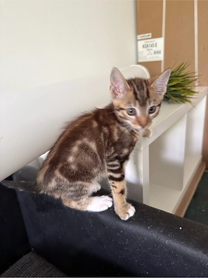 4 Monate altes katzen baby abzugeben 