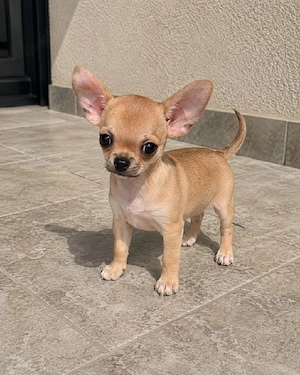 Süßer Chihuahua-Welpe sucht ein liebevolles Zuhause 