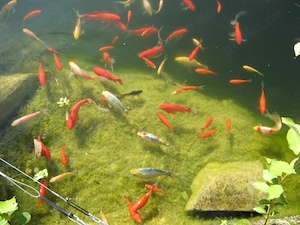 Teichpflanzen Wasserpest (Elodea Canadensis) 