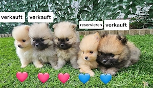 Welpen zu verkaufen