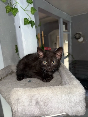 Kitten abzugeben
