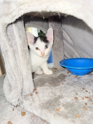Kitten abzugeben