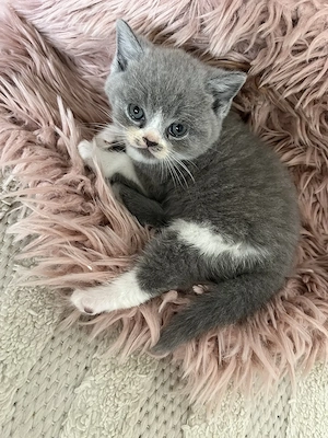 Bkh Kitten Bicolor Abgabe zum 18.9.26