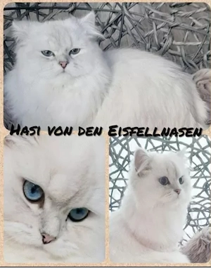 Deckkater reinrassig mit Stammbaum 