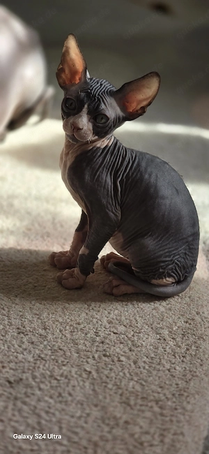 Sphynx Kitten Kater Katze 