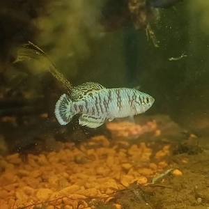 Nothobranchius capriviensis Jungfische Killifische Prachtgrundkärpfling 