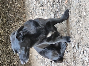 Mischlingshund 12 Jahre abzugeben 