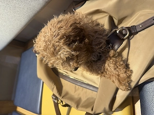 Zwergpudel mix Toypudel  Bild 2