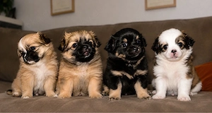 Pomeranian x Chihuahua mix, Zwergspitz, Pomchi, Welpen