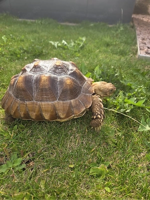 Spornschildkröten