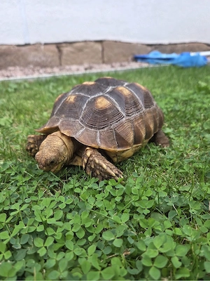 verkaufe 2 spornschildkröten 