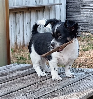 Chihuahua Welpe 