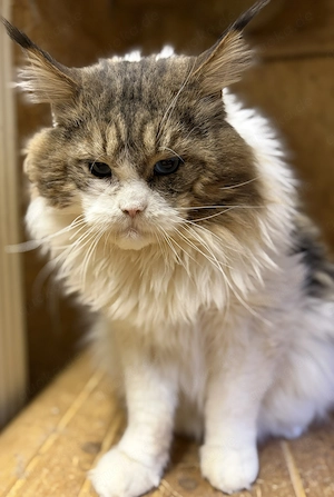 Maine Coon Pärchen